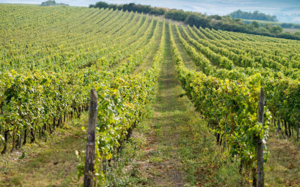 SPÚ na jihu Moravy řeší hlavně sucho a vinice