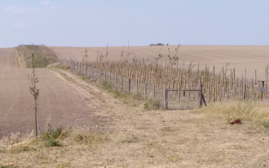 Na úpravy krajiny získávají obce od státu i z Unie desítky milionů