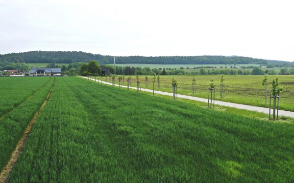 Cesty HC1 a HC5 v k.ú. Dřevěnice v Královéhradeckém kraji