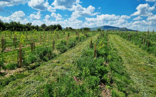 Biokoridor v Šakvicích pomůže místní krajině